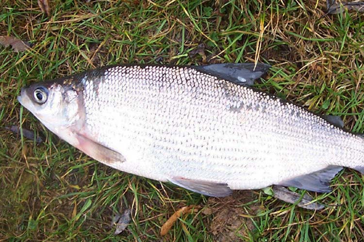 Пелядь рыба - интересные факты, связанные со сырком